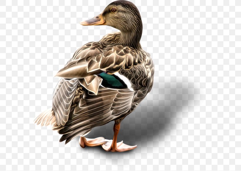 Mallard Goose Duck Bird, PNG, 600x581px, Mallard, Animal, Beak, Bird, Drawing Download Free