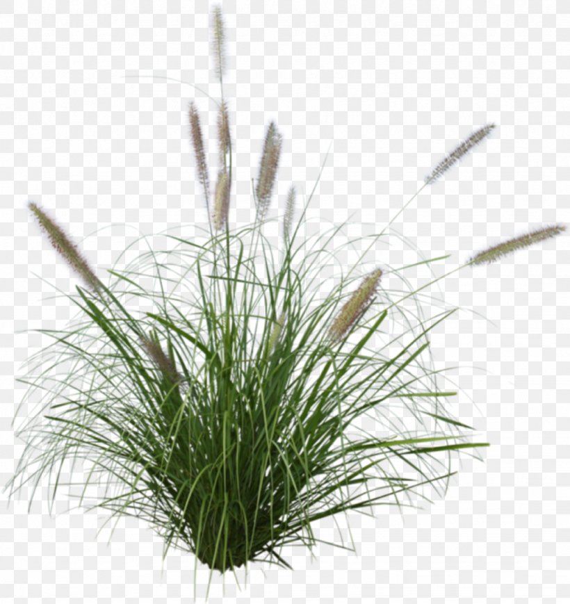 Ornamental Grass Chinese Fountain Grass Ornamental Plant Purple Fountain Grass, PNG, 1024x1086px, Ornamental Grass, Chinese Fountain Grass, Chives, Chrysopogon Zizanioides, Flower Download Free