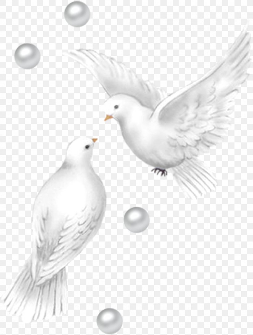 Pigeons, PNG, 909x1200px, Columbidae, Beak, Bird, Black And White, Concepteur Download Free