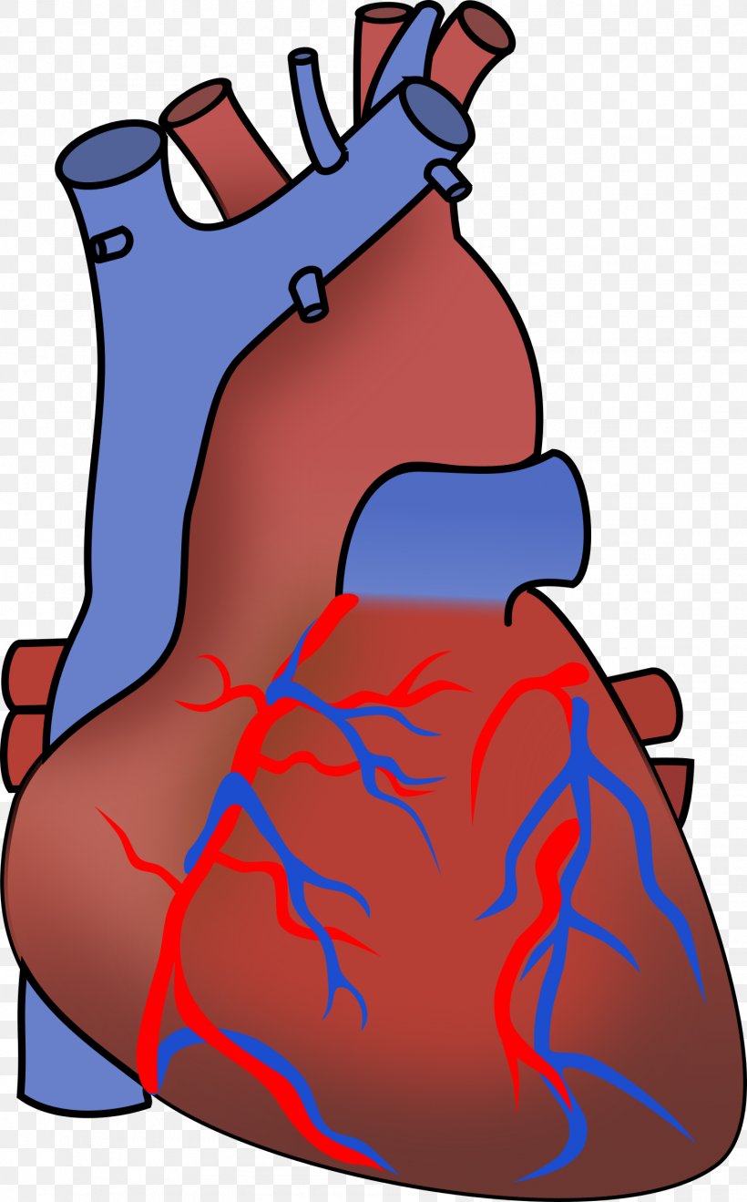 Anatomy Of The Heart Anatomy Of The Heart Clip Art, PNG, 1491x2400px, Watercolor, Cartoon, Flower, Frame, Heart Download Free