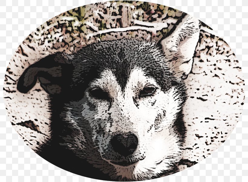 Dog Breed Siberian Husky Alaska Mushing Team, PNG, 800x600px, Dog Breed, Alaska, Breed, Carnivoran, Cousin Download Free