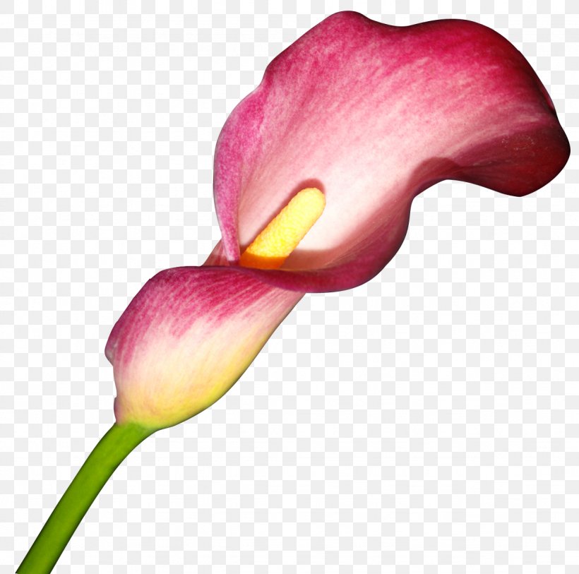 Flower Arum-lily Arum Lilies Clip Art, PNG, 1228x1219px, Flower, Alismatales, Arum, Arum Family, Arum Lilies Download Free