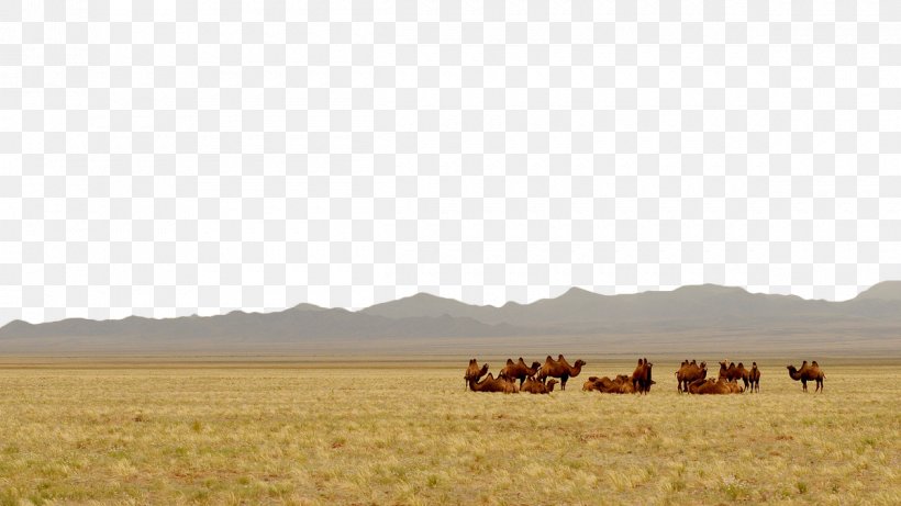 Gobi Desert Steppe Camel Landscape Grassland, PNG, 1200x675px, Gobi Desert, Camel, Camel Like Mammal, Cattle, Cattle Like Mammal Download Free