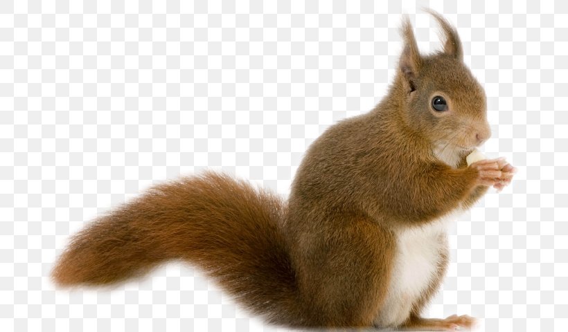 Rodent Chipmunk Red Squirrel Desktop Wallpaper Image, PNG, 695x480px, Rodent, Animal, Cat, Chipmunk, Eurasian Red Squirrel Download Free