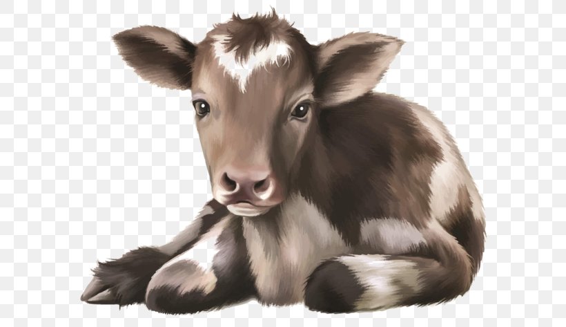 Calf Cattle Infant Illustration, PNG, 600x473px, Calf, Black And White, Cattle, Cattle Like Mammal, Cow Goat Family Download Free