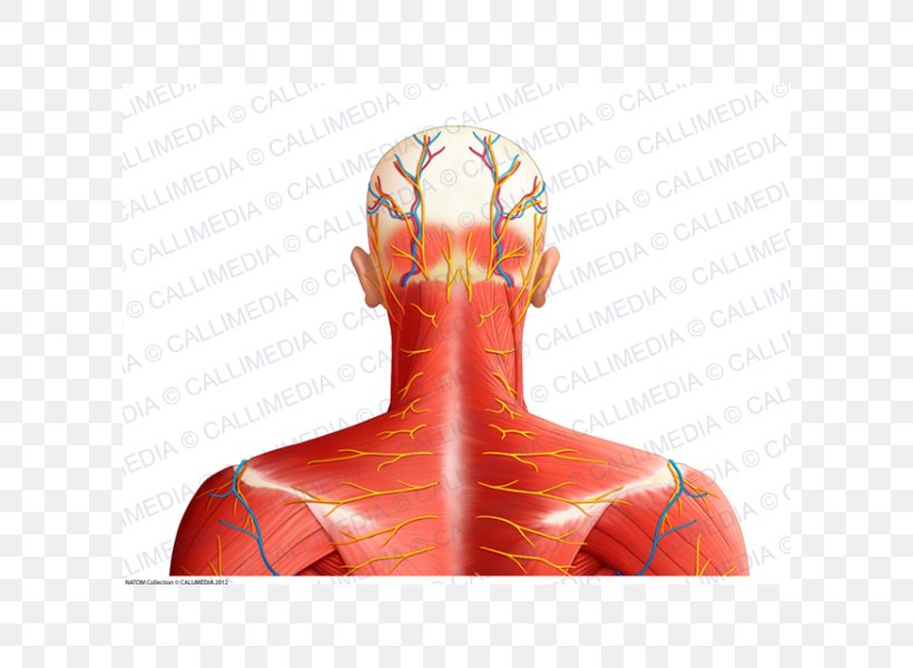 Shoulder Muscle Nerve Blood Vessel Neck, PNG, 600x600px, Watercolor, Cartoon, Flower, Frame, Heart Download Free