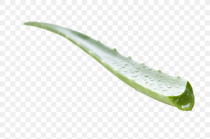 Aloe Vera Plant Leaf, PNG, 1024x683px, Aloe Vera, Aloe, Drawing, Facial, Gel Download Free