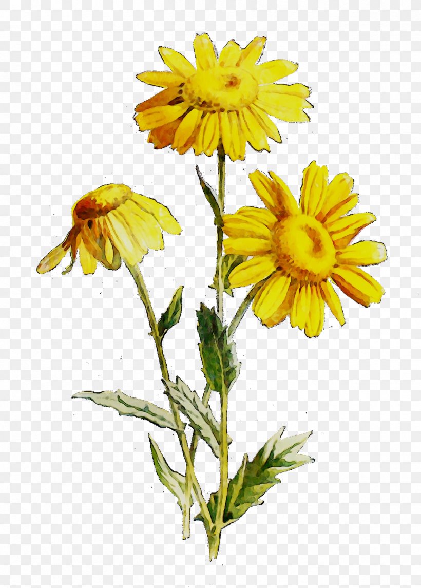 Crown Daisy Oxeye Daisy Marguerite Daisy Roman Chamomile Cut Flowers, PNG, 1259x1759px, Crown Daisy, Annual Plant, Calendula, Chamomiles, Chrysanthemum Download Free