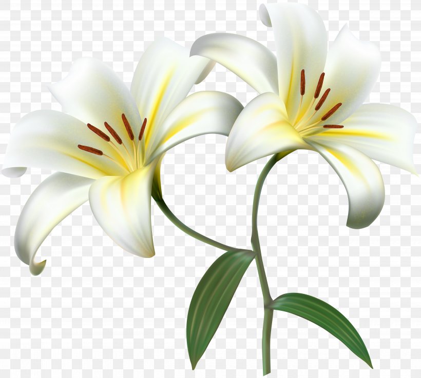 Lilium Clip Art, PNG, 5000x4494px, Lilium, Daylily, Flower, Flowering Plant, Lily Download Free