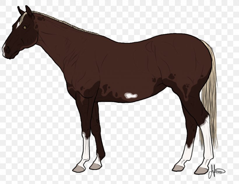 Mustang American Quarter Horse Pony Stallion Thoroughbred, PNG, 869x669px, Mustang, American Quarter Horse, Bit, Bridle, Colt Download Free