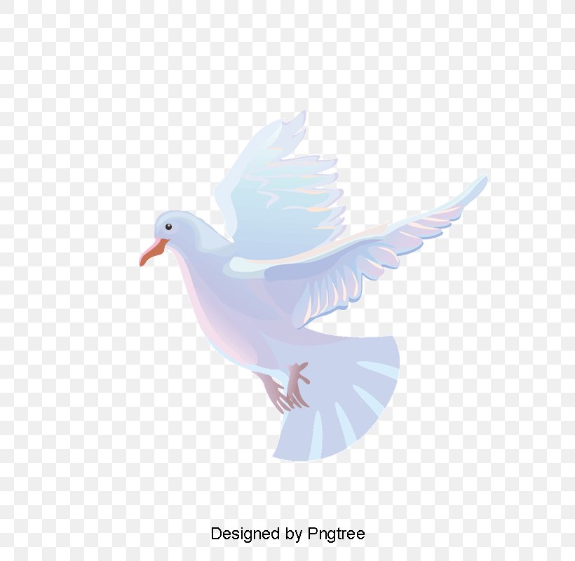 Pigeons And Doves Rock Dove Vector Graphics Doves As Symbols Illustration, PNG, 800x800px, Pigeons And Doves, Art, Beak, Bird, Charadriiformes Download Free