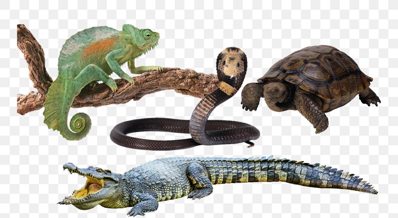 Crocodile Chameleons Lizard Macintosh Laptop, PNG, 750x450px, Crocodile, Amphibian, Chameleons, Fauna, Iguana Download Free