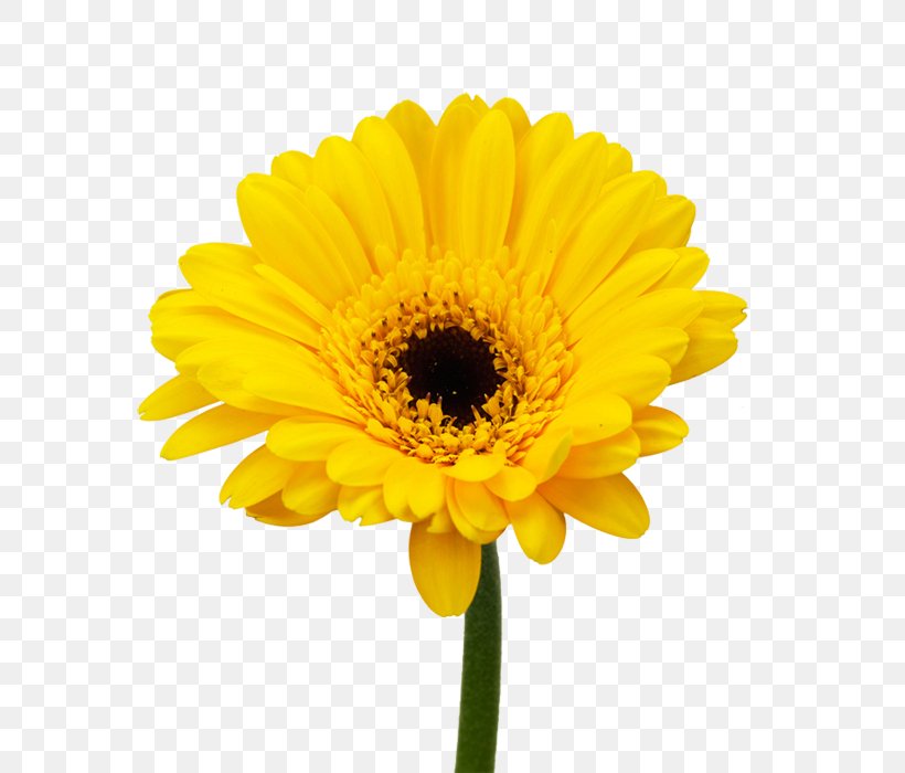 Cut Flowers Daisy Family Gerbera Jamesonii Common Sunflower, PNG, 646x700px, Flower, Annual Plant, Chrysanthemum, Common Daisy, Common Sunflower Download Free