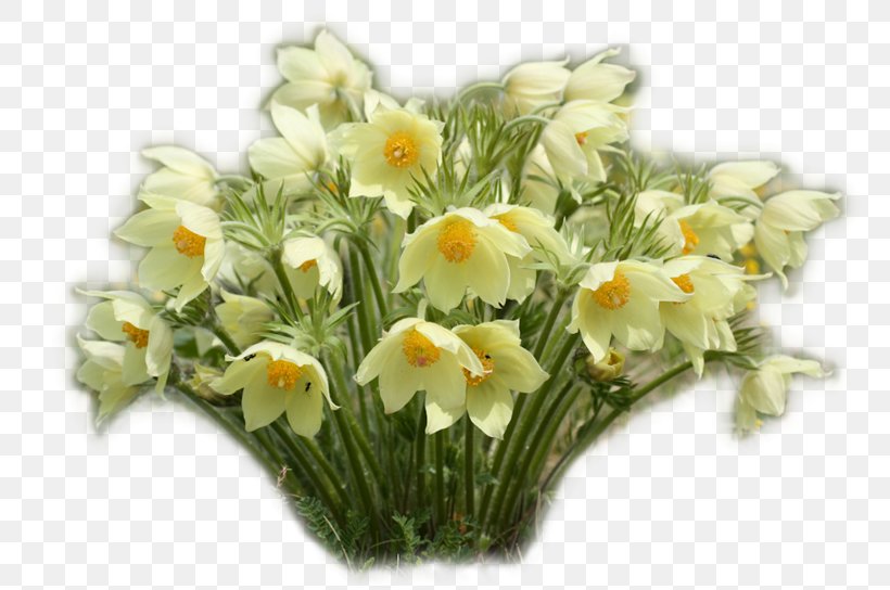 Floral Design Flower Clip Art, PNG, 800x544px, Floral Design, Biscuit, Cut Flowers, Daffodil, Floristry Download Free