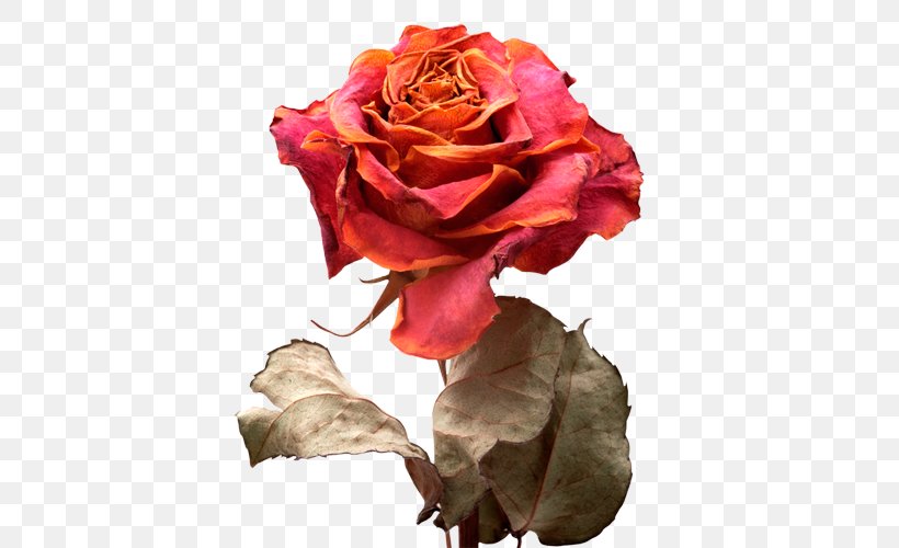 Garden Roses Cabbage Rose Floribunda Petal Flower Bouquet, PNG, 500x500px, Garden Roses, Cabbage Rose, Cut Flowers, English Roses, Floribunda Download Free