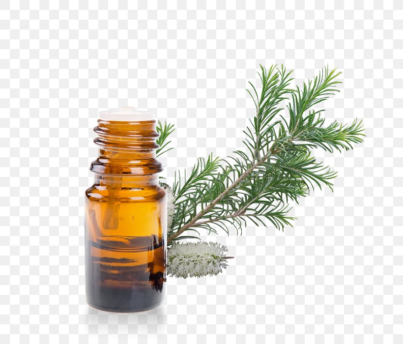 Rosemary, PNG, 700x700px, Tree, Colorado Spruce, Conifer, Cypress Family, Fir Download Free
