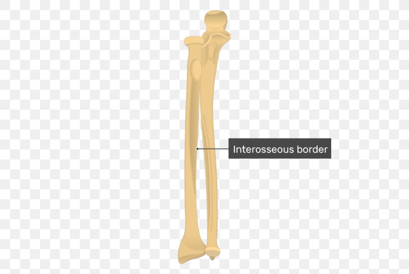 Ulna Radius Bone Anatomy Forearm, PNG, 509x550px, Ulna, Anatomy, Appendicular Skeleton, Arm, Bone Download Free