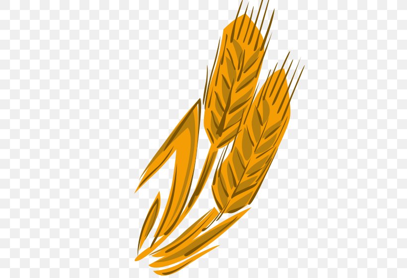 Wheat Download, PNG, 560x560px, Wheat, Cereal, Commodity, Food, Food Grain Download Free