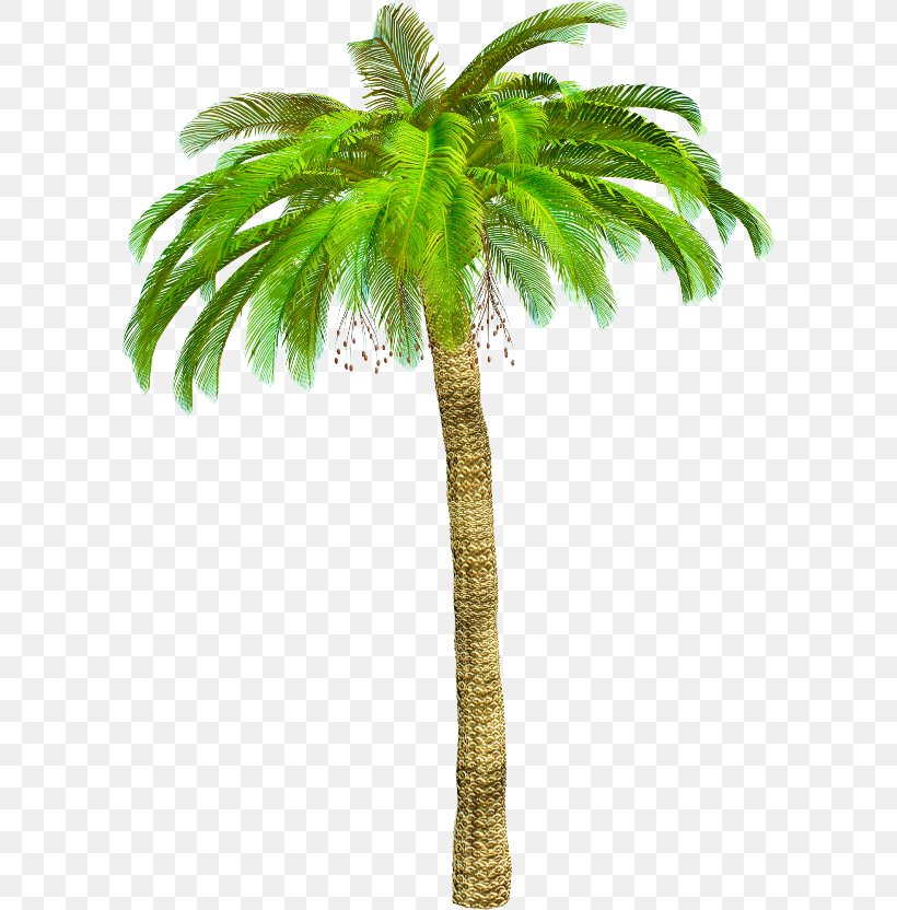 Asian Palmyra Palm Coconut Arecaceae Clip Art, PNG, 600x832px, Asian Palmyra Palm, Animaatio, Arecaceae, Arecales, Attalea Speciosa Download Free
