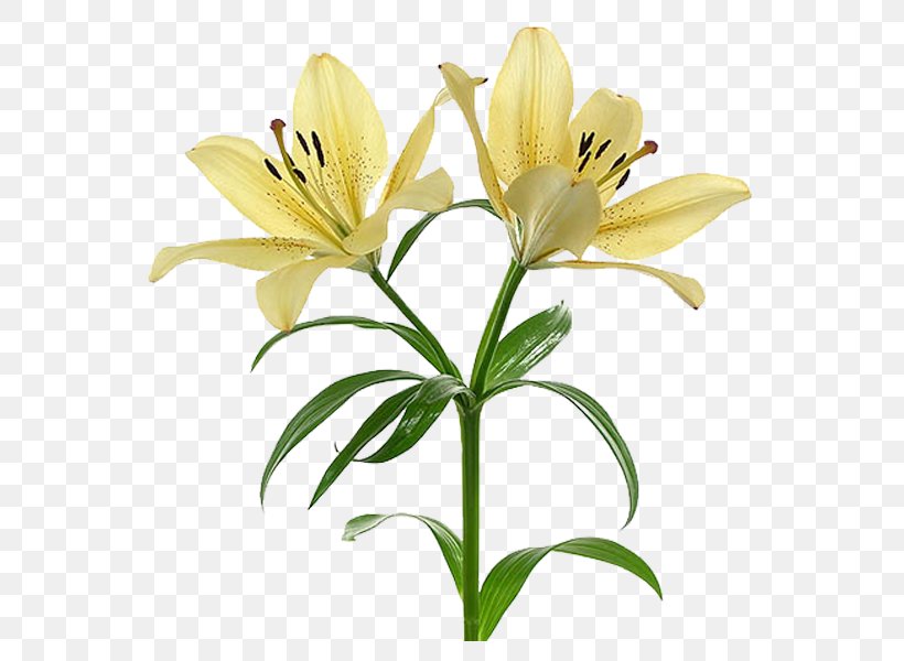 Flower Arum-lily Drawing Plant Daylily, PNG, 600x600px, Flower, Alstroemeriaceae, Arumlily, Bulb, Cut Flowers Download Free
