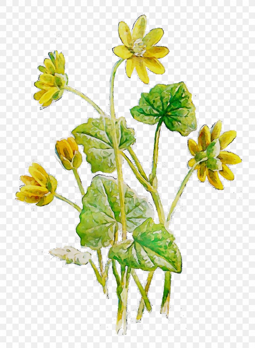 Flower Herbaceous Plant Plant Stem Herbalism, PNG, 1372x1871px, Flower, Botany, Buttercup, Chelidonium, Cinquefoil Download Free