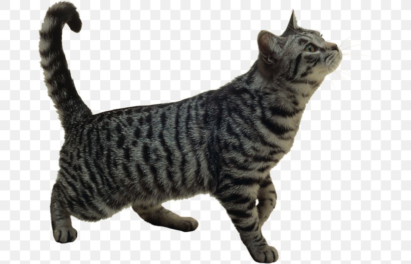 Turkish Angora Turkish Van Maine Coon Persian Cat, PNG, 670x527px, Turkish Angora, American Shorthair, American Wirehair, Asian, Black Cat Download Free