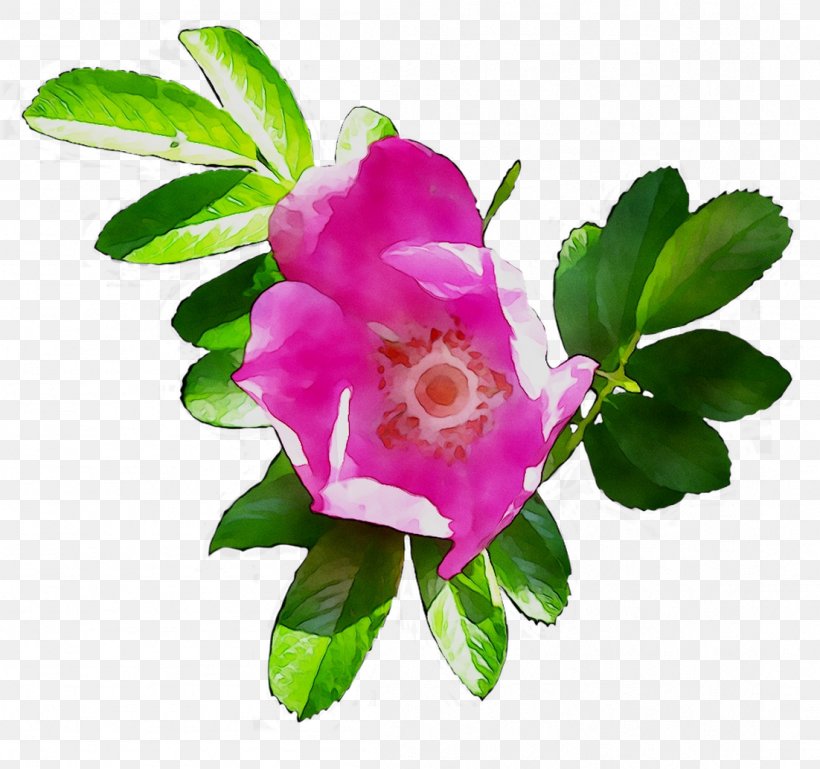 Cabbage Rose Garden Roses Dog-rose Floribunda Sasanqua Camellia, PNG, 1102x1034px, Cabbage Rose, Branch, Camellia, Dogrose, Floribunda Download Free