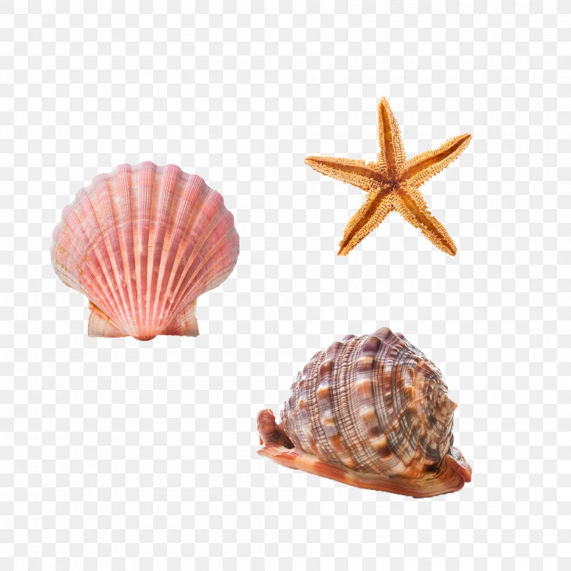 Cockle Seashell Conchology Starfish Sea Snail, PNG, 2000x2000px, Cockle, Caracol, Caracola, Clam, Clams Oysters Mussels And Scallops Download Free