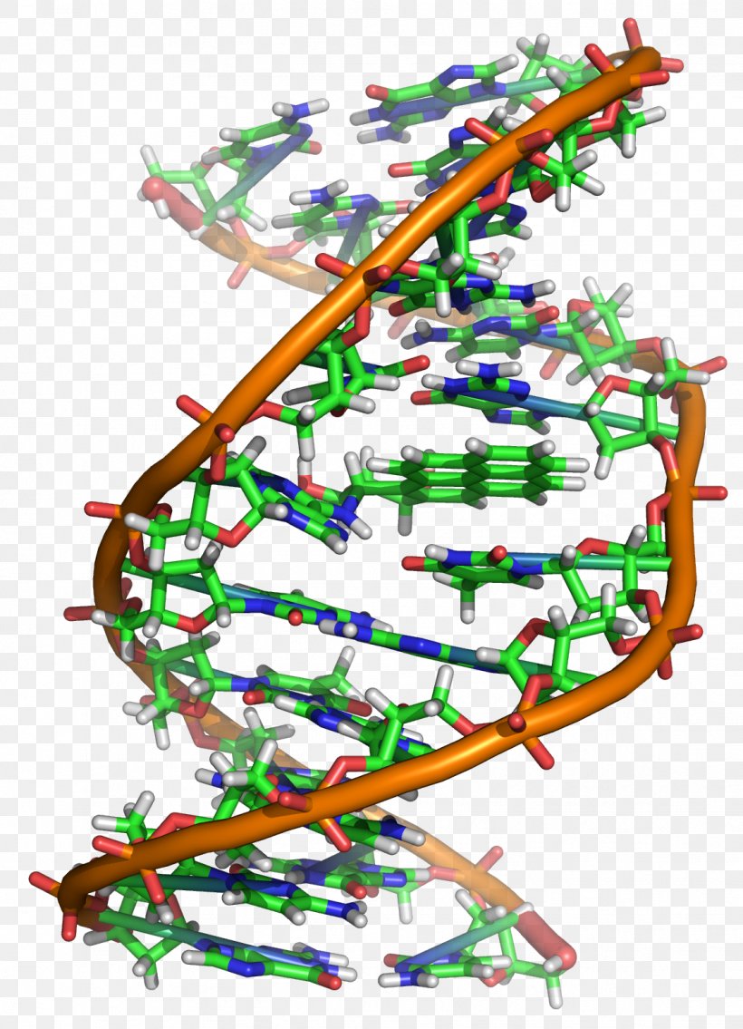 DNA Molecule Genetics Nucleic Acid RNA, PNG, 1131x1566px, Dna, Area, Biochemistry, Biology, Cell Download Free