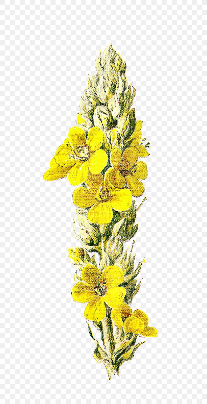 Wildflower Yellow Clip Art, PNG, 790x1600px, Flower, Blog, Cut Flowers, Digital Scrapbooking, Drawing Download Free