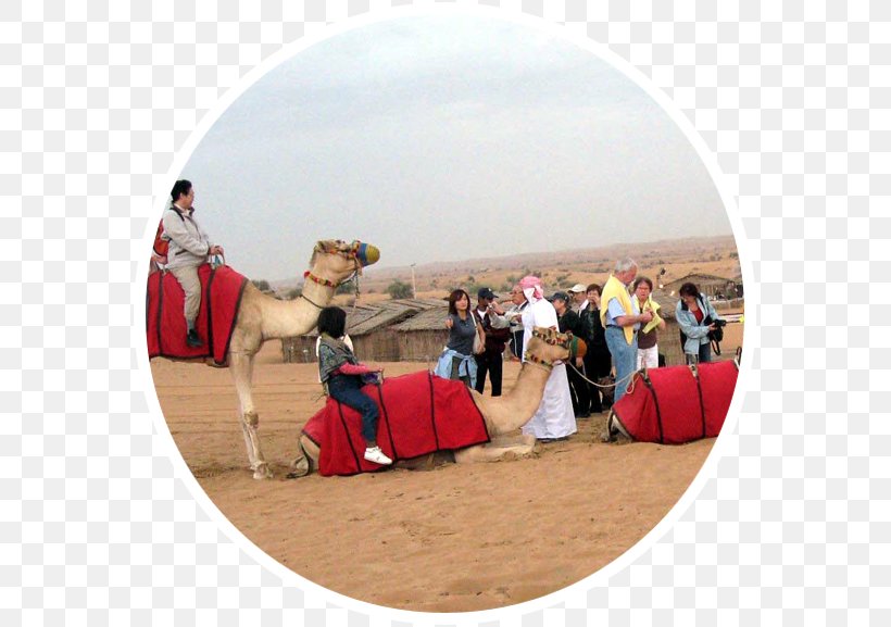 Camel Desert Safari Dubai Landscape Evening Desert Safari, PNG, 577x577px, Camel, Camel Like Mammal, Desert, Desert Safari Dubai, Dubai Download Free