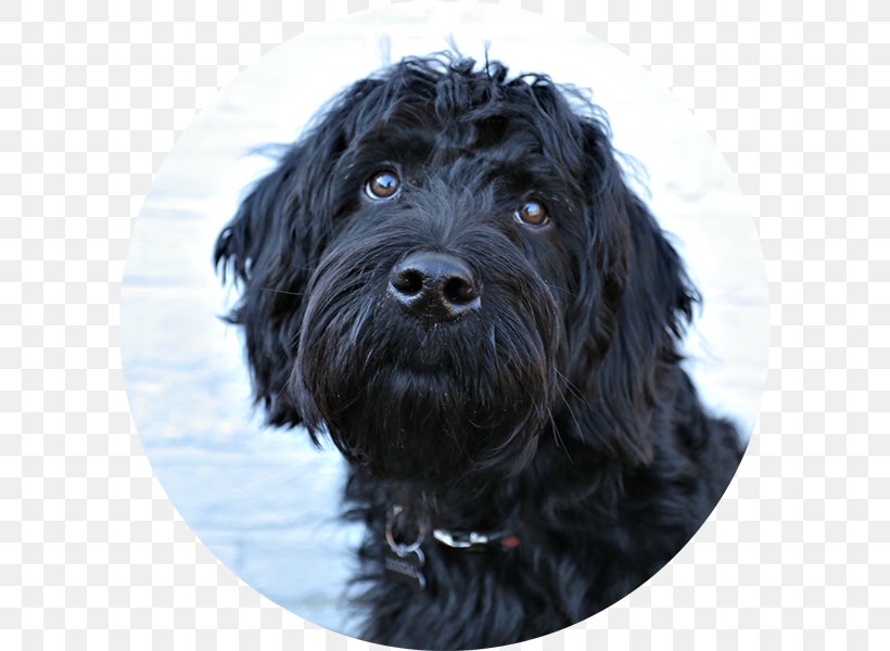 Miniature Schnauzer Cockapoo Glen Schnoodle Tibetan Terrier, PNG, 600x600px, Miniature Schnauzer, Affenpinscher, Black Russian Terrier, Bolonka, Bread Pan Download Free