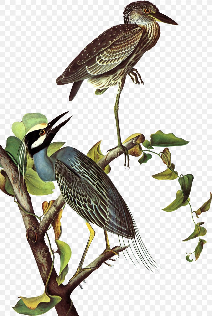 The Birds Of America Heron National Audubon Society New-York Historical Society, PNG, 2063x3072px, Birds Of America, Art, Artist, Beak, Bird Download Free
