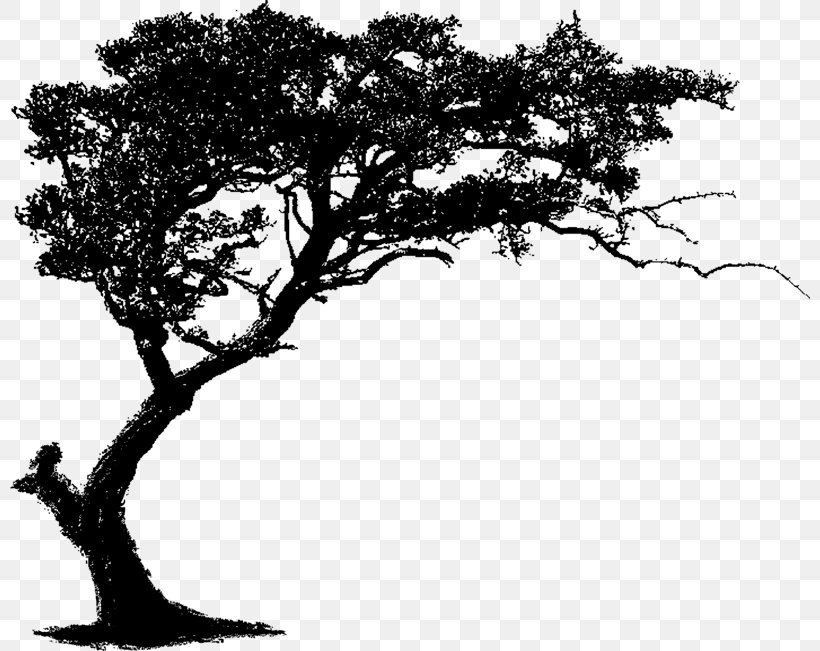 Wall Decal Tree, PNG, 800x651px, Wall Decal, Art, Black And White, Branch, Decal Download Free