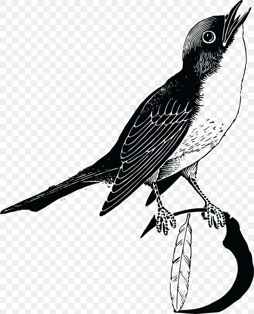 Bird Feather Goose Parrot Clip Art, PNG, 4000x4957px, Bird, Animal, Beak, Bird Kiss, Black And White Download Free