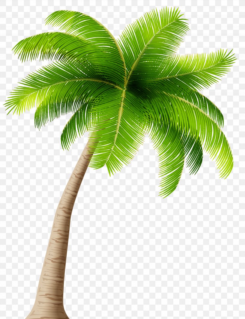 Caladesi RV Park Arecaceae Clip Art, PNG, 3836x5000px, Arecaceae, Arecales, Borassus Flabellifer, Coconut, Date Palm Download Free