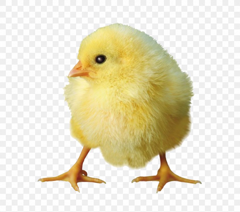 Chicken, PNG, 1024x902px, Chicken, Beak, Bird, Child, Color Download Free