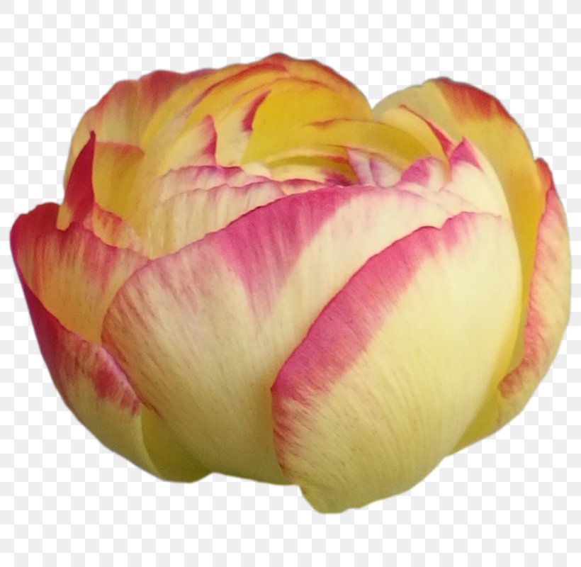 Cut Flowers Tulip Petal Yellow, PNG, 800x800px, Flower, Closeup, Cut Flowers, Flowering Plant, Petal Download Free