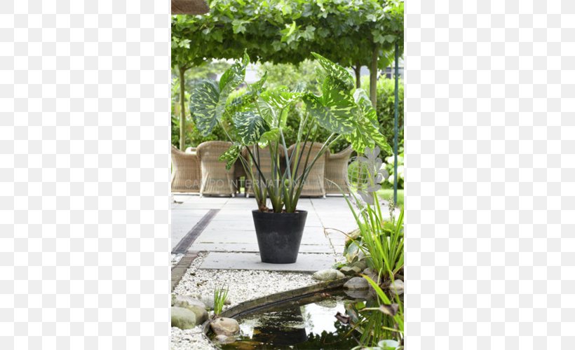 Giant Taro Leaf Vegetable Bulb, PNG, 500x500px, Giant Taro, Alocasia, Bulb, Flower Garden, Flowerpot Download Free
