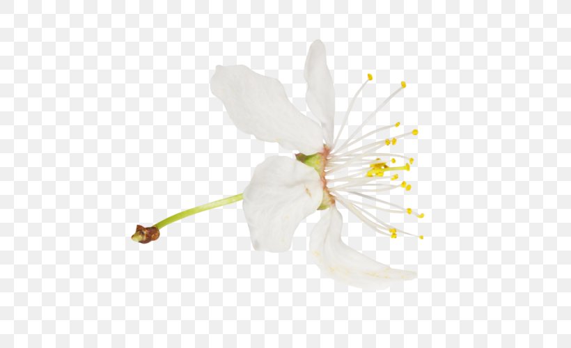 Moth Orchids Cherry Blossom Mallows ST.AU.150 MIN.V.UNC.NR AD, PNG, 500x500px, Moth Orchids, Blossom, Branch, Cherries, Cherry Blossom Download Free