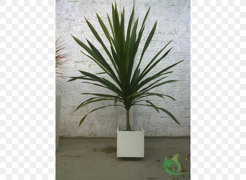 Arecaceae Flowerpot Houseplant Agave Inav Dbx Msci Ac World Sf