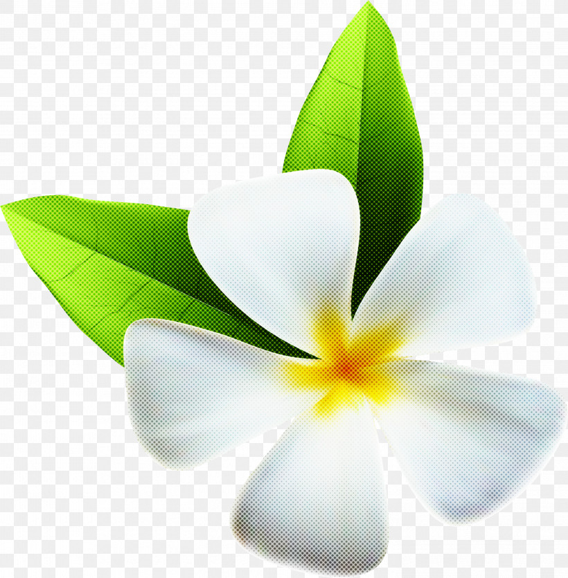 Flower Petal Frangipani White Plant, PNG, 2946x3000px, Flower, Frangipani, Leaf, Petal, Plant Download Free