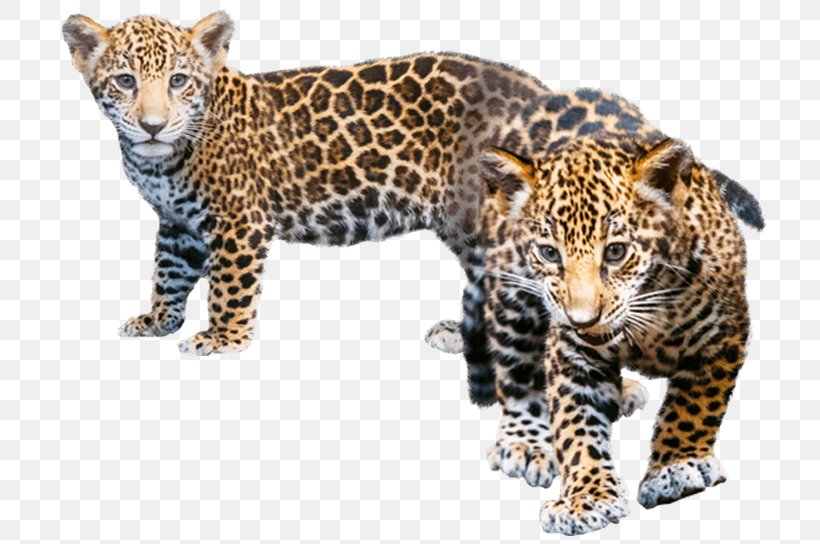 Jaguar Leopard Cheetah Explore The World Of Animals, PNG, 712x544px, Jaguar, Animal, Big Cat, Big Cats, Carnivoran Download Free