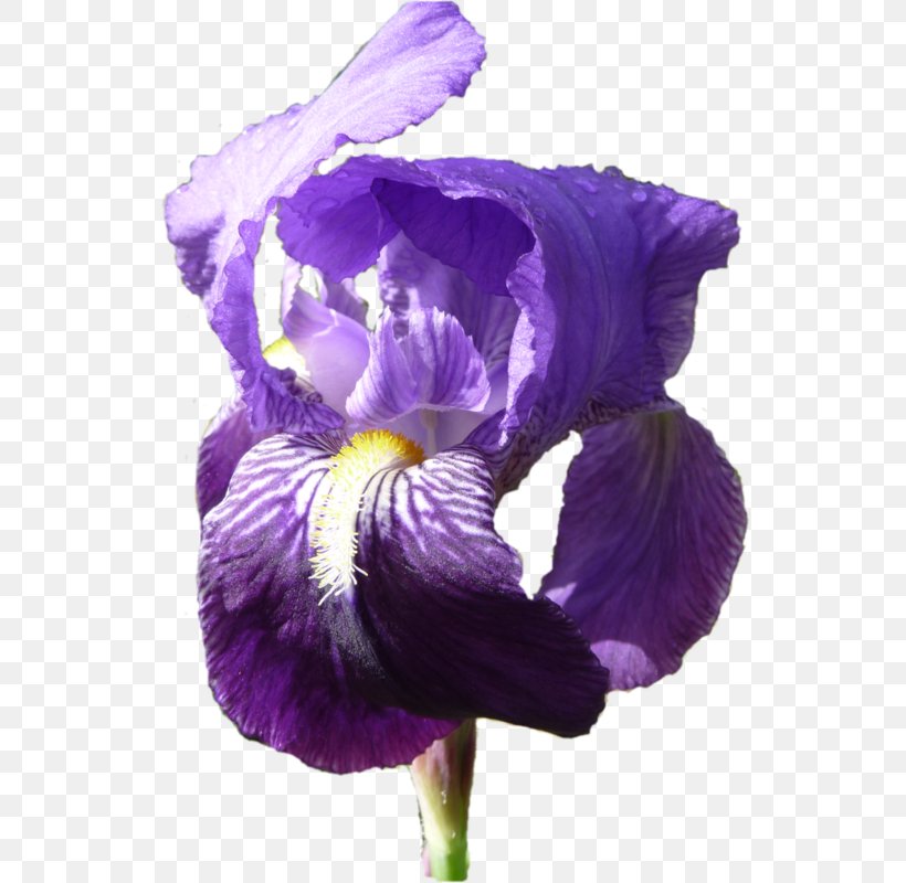 Pansy Orris Root Iris, PNG, 550x800px, Pansy, Flower, Flowering Plant, Iris, Iris Family Download Free