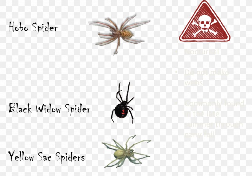 Black House Spider The Tarantula Scorpion Venom, PNG, 1460x1020px, Spider, Animal, Arachnid, Arthropod, Black House Spider Download Free
