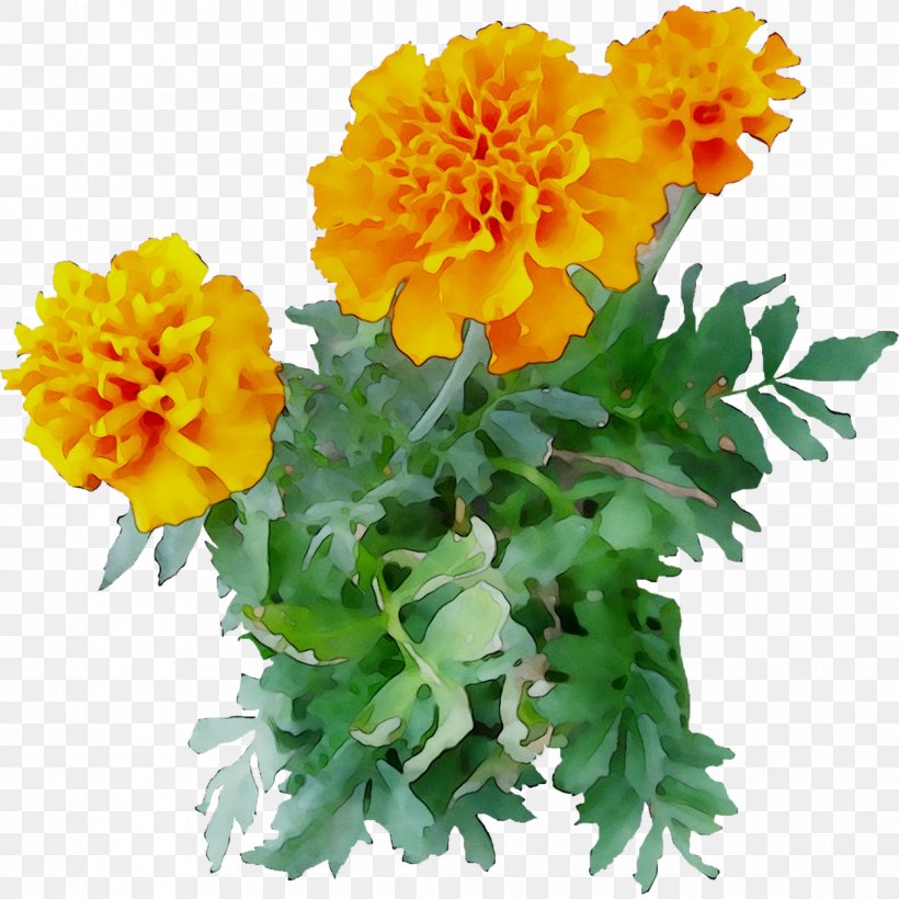 Chrysanthemum English Marigold Yellow Cut Flowers Annual Plant, PNG, 1249x1249px, Chrysanthemum, Annual Plant, Artificial Flower, Calendula, Cut Flowers Download Free