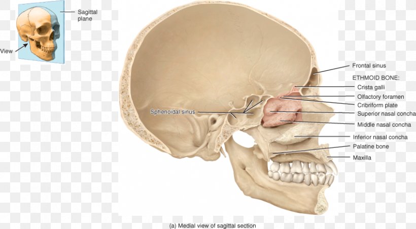 Ear Paranasal Sinuses Pituitary Gland Bone Anatomy, PNG, 848x468px, Watercolor, Cartoon, Flower, Frame, Heart Download Free