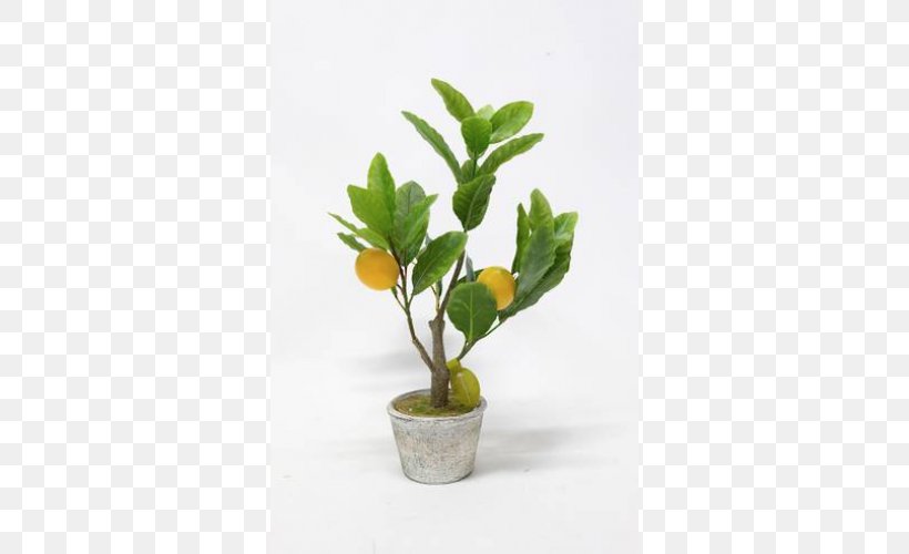 Flowerpot Houseplant Herb, PNG, 500x500px, Flowerpot, Branch, Herb, Houseplant, Plant Download Free