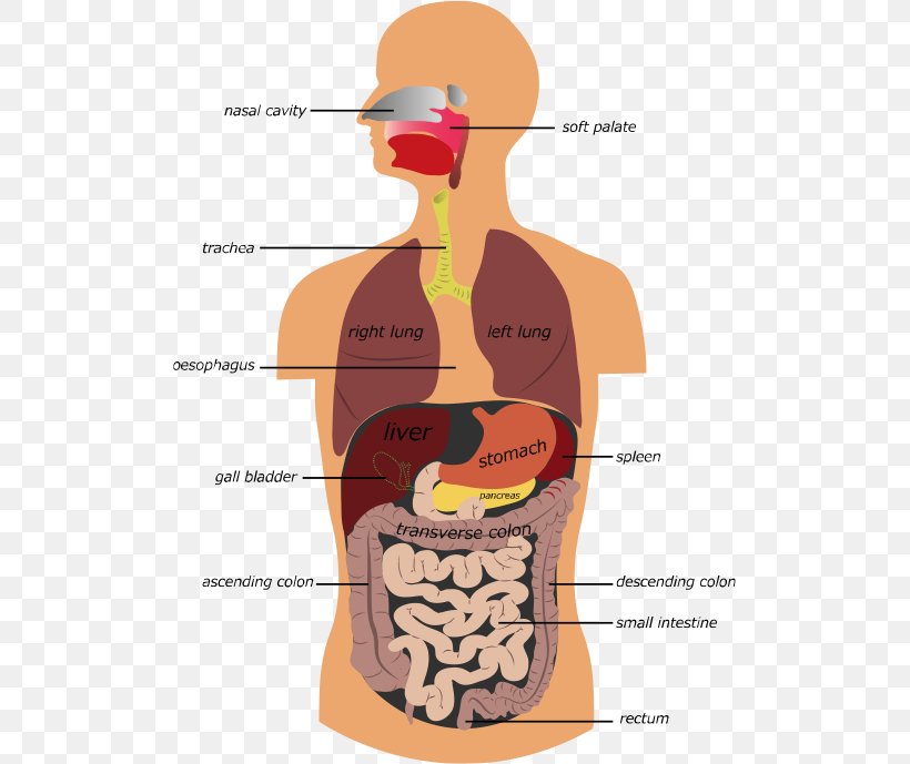 Gastrointestinal Tract Human Digestive System Royalty-free Stock Photography, PNG, 507x689px, Watercolor, Cartoon, Flower, Frame, Heart Download Free