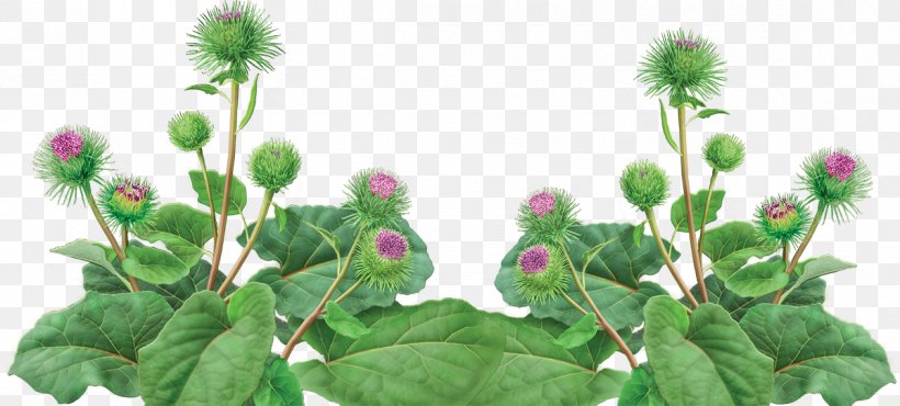 Greater Burdock Herb Plants Seed Root, PNG, 1199x542px, Greater Burdock, Burdock, Extract, Flower, Flowering Plant Download Free